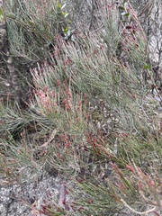 Allocasuarina nana