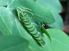Polyura hebe