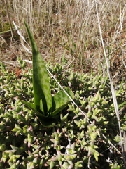Ledebouria revoluta