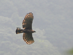 Nisaetus bartelsi