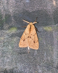 Spilosoma cervina