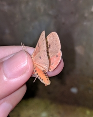 Spilosoma cervina