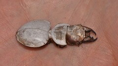 Euryscaphus obesus