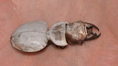 Euryscaphus obesus