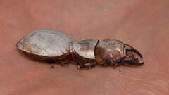 Euryscaphus obesus