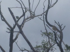 Phoenicurus phoenicurus