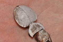 Euryscaphus obesus