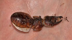 Euryscaphus obesus