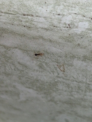 Tapinoma melanocephalum