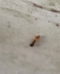 Tapinoma melanocephalum