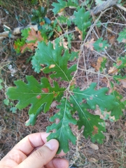Quercus pubescens