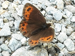 Erebia montanus