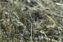 Brachythemis impartita