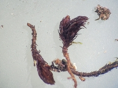 Andreaea