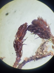Andreaea