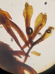Andreaea