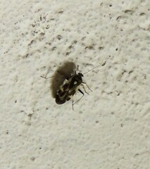 Polymerus