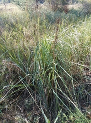 Cladium mariscus