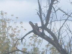 Dendrocopos syriacus