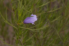 Alyogyne hakeifolia