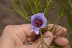 Alyogyne hakeifolia