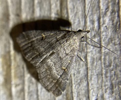 Tetanolita palligera