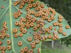 Neuroterus numismalis