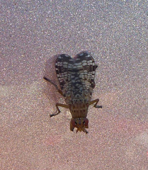 Euthycera chaerophylli