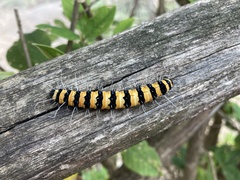 Amphicallia bellatrix