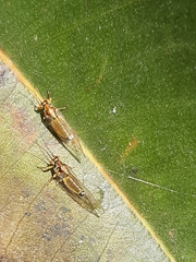Hemiptera