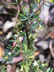 Micrantheum ericoides