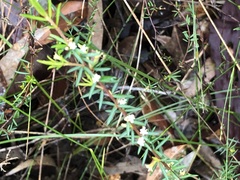 Micrantheum ericoides