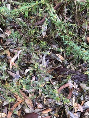 Micrantheum ericoides