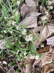 Alternanthera ficoidea