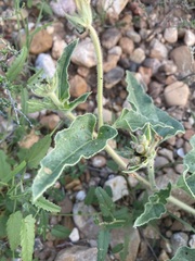 Nyctaginia capitata