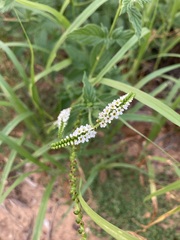 Heliotropium angiospermum