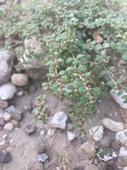 Euphorbia cinerascens