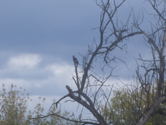 Dendrocopos syriacus