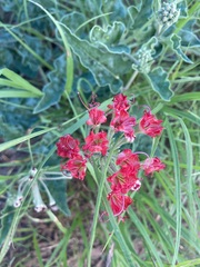 Nyctaginia capitata