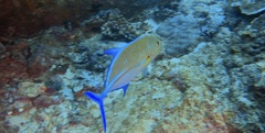 Caranx melampygus
