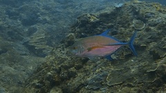 Caranx melampygus