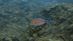 Caranx melampygus