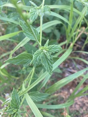 Heliotropium angiospermum