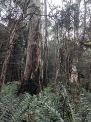 Eucalyptus viminalis