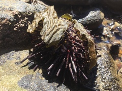 Mesocentrotus franciscanus