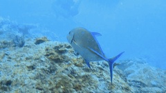 Caranx melampygus