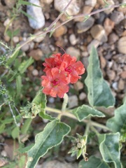 Nyctaginia capitata