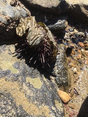 Mesocentrotus franciscanus