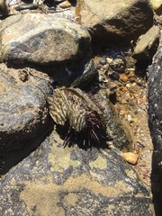 Mesocentrotus franciscanus