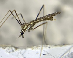 Erioptera